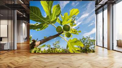 green ripe figs ready to harvest on the branch of a fig tree with blue sky in background Wall mural