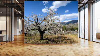 Overview of the Jerte Valley, during the thousands of cherry trees bloom Wall mural