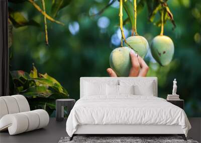 farmer picking mango in organic farm Wall mural