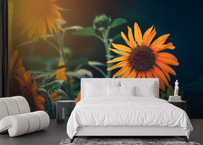 field of blooming sunflowers and light of sun in the morning. Wall mural