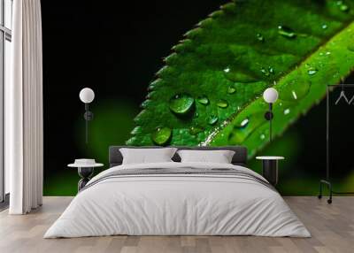 Water drop on green leave. Nature background. Wall mural