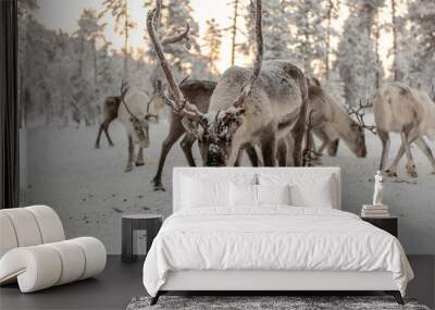 Herd of Reindeer out in the wild Forrest Wall mural