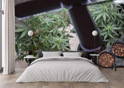 Cannabis Leaf on a Plant, Growing on a Marijuana Farm,Marijuana garden indoor grow area. Wall mural