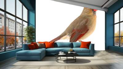 Northern Cardinal, Cardinalis cardinalis, isolated Wall mural