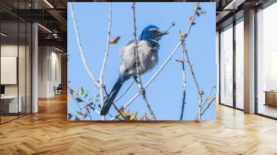 Florida Scrub Jay - Aphelocoma coerulescens - rare and critically endangered species. Federally protected. fluffy feathers perched on bare tree branch. Wall mural