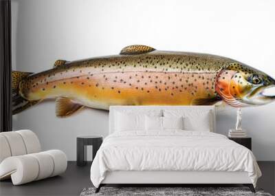 lake trout - Salvelinus namaycush - is a freshwater fish living mainly in lakes in northern North America. Other names for it include mackinaw, namaycush, lake char, touladi, togue, isolated on white Wall mural