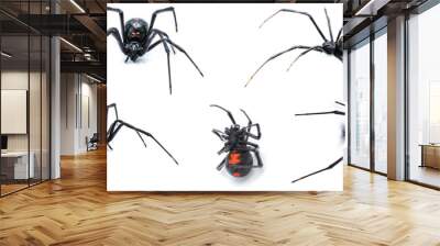 Latrodectus mactans - southern black widow or the shoe button spider, is a venomous species of spider in the genus Latrodectus. Florida native. Young female isolated on white background five views Wall mural