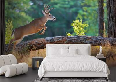 white tailed deer male buck - Odocoileus virginianus - running through an open meadow in late evening soft back lighting while jumping over a fallen tree in North central Florida Wall mural