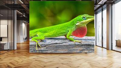 Wild Green Anole - Anolis carolinensis - showing off his red dewlap.  Large adult male on top of wood fence. Florida native Wall mural