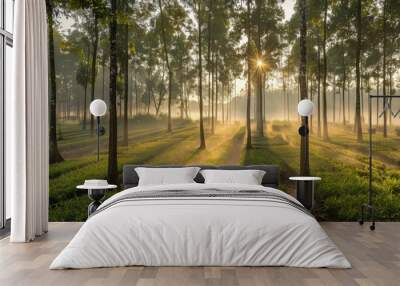 A serene rubber plantation at sunrise, with rows of trees and morning mist Wall mural