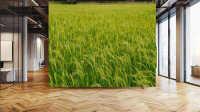 Local rice farm in country side Thailand with green leaf and meadow full of rice background. Abstract of freedom, faraway and peace Wall mural