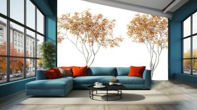 Isolated trees gardening,Amelanchier tree on transparent background.3d rendering PNG Wall mural