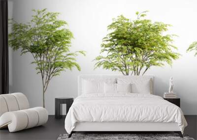 Tree Ziziphus Jujuba on transparent background.3d rendering Wall mural