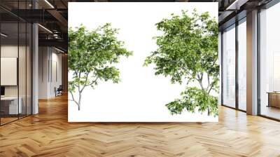 Trees isolate transparent background.3d rendering PNG Wall mural