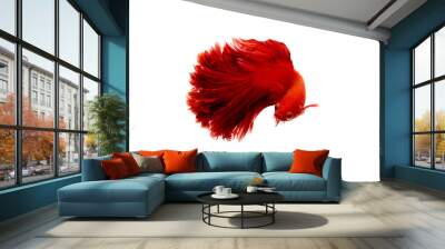 red  color of Siamese fighting fish betta Thailand fish movement on white background Wall mural