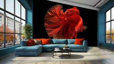 red  color of Siamese fighting fish betta Thailand fish movement Wall mural