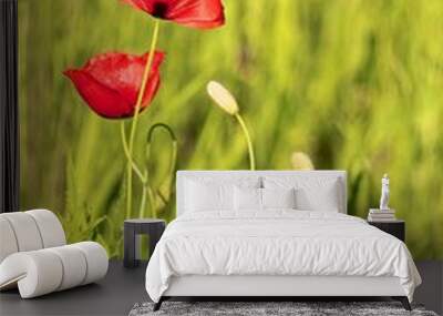 Red Poppy on a meadow 2 Wall mural