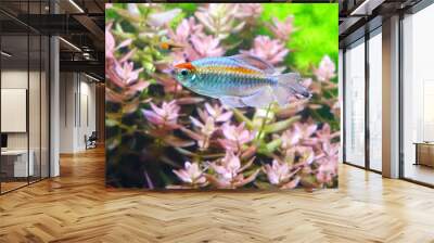 Aquarium fish : Congo tetra fish (Phenacogrammus interruptus) Wall mural