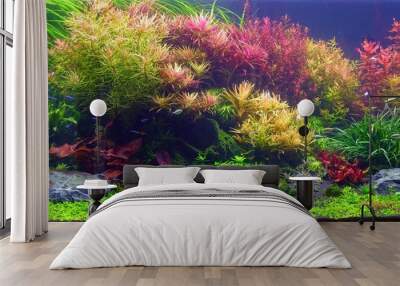 Colorful aquatic plants in aquarium tank with Dutch style aquascaping layout Wall mural