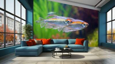 Congo tetra fish (Phenacogrammus interruptus) is a species of fish in the African tetra family, found in the central Congo River Basin in Africa. Famous aquarium ornamental fish. Soft focus Wall mural