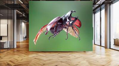 The Siamese rhinoceros beetle (Xylotrupes gideon) or fighting beetle, It is particularly known for its role in insect fighting in Thailand. New trend of Awesome pets / Flying beetle Wall mural