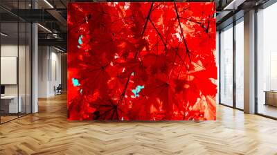 autumn red leaves textured background sunny light Wall mural