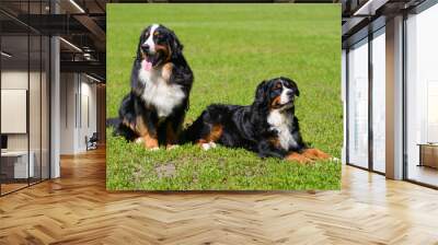 Two Berner Sennenhund on background of green spring grass, one sits,  second lies Wall mural