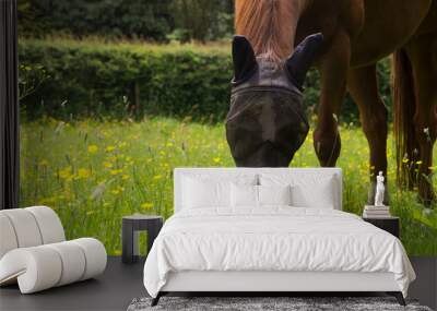 horse grazing Wall mural