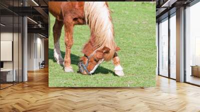 Pony trying her hardest to remove her grazing muzzle. Wall mural