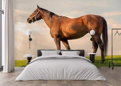 pretty bay mare Wall mural