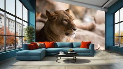 Lioness Wall mural