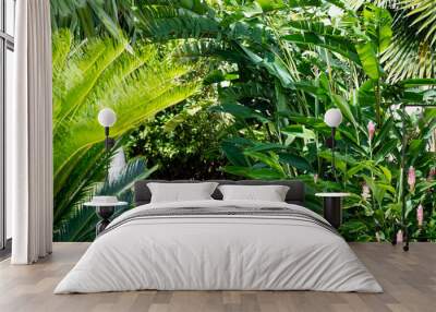 lush tropical plants, palm tree, ginger lily, and heliconias landscaped in a backyard garden on a su Wall mural