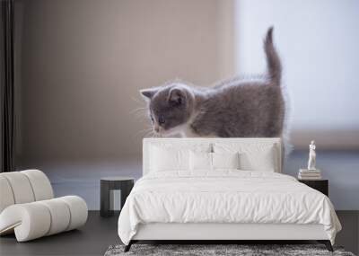 cute kitten, indoor shooting Wall mural