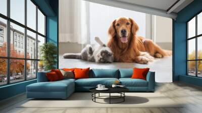 Golden retriever and british shorthair lying on the floor Wall mural