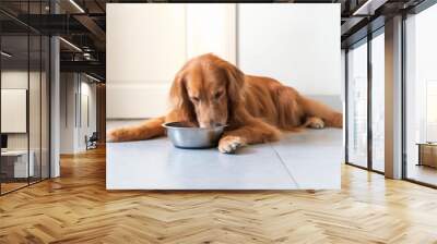 Golden Retriever lying on the floor and eating Wall mural