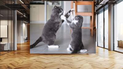 Two British short-hair cats in a fight Wall mural