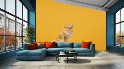 Funny Portrait of a Cute Spitz Puppy Isolated on a Vibrant Yellow Background Adorable pet dog posing for a playful and lively portrait. Perfect for showcasing the joyful and spirited nature of pets. Wall mural