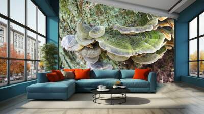 fungus Wall mural