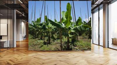 banana tree in the farm Wall mural