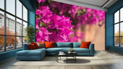 purple bougainvillea flowers Wall mural