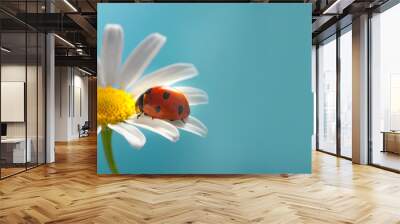 red ladybug on camomile flower, ladybird creeps on stem of plant in spring in garden in summer Wall mural