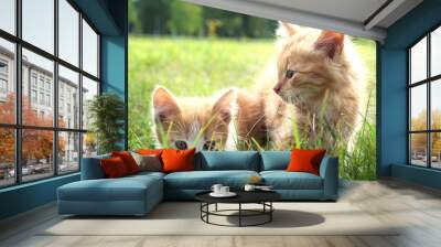 two kitten on green grass Wall mural