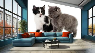 two kitten play Wall mural