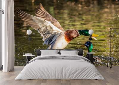 A group of Mallards in Tucson, Arizona Wall mural