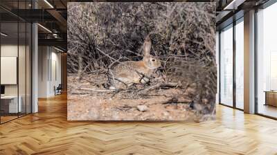 A Mountain Cottontail in Saguaro National Park, Arizona Wall mural