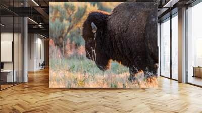 American Bison in the field of Antelope Island SP, Utah Wall mural