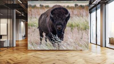 American Bison in the field of Antelope Island SP, Utah Wall mural