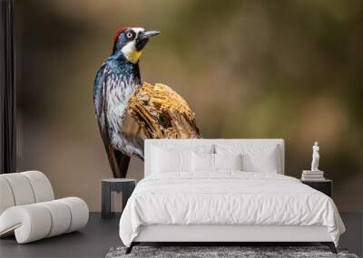 An Acorn Woodpecker in Tucson, Arizona Wall mural