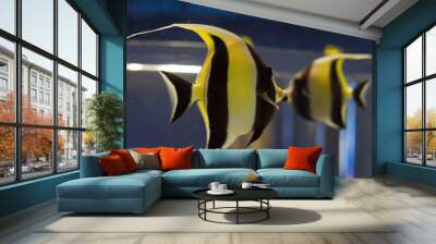 aquarium fish 6 Wall mural