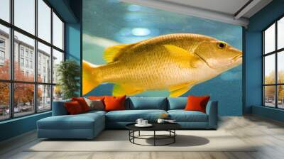 gold fish Wall mural